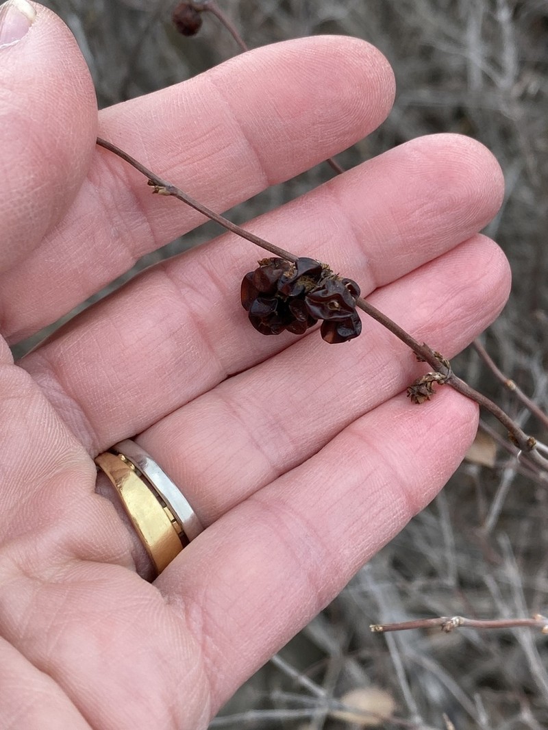Western Snowberry photo 3