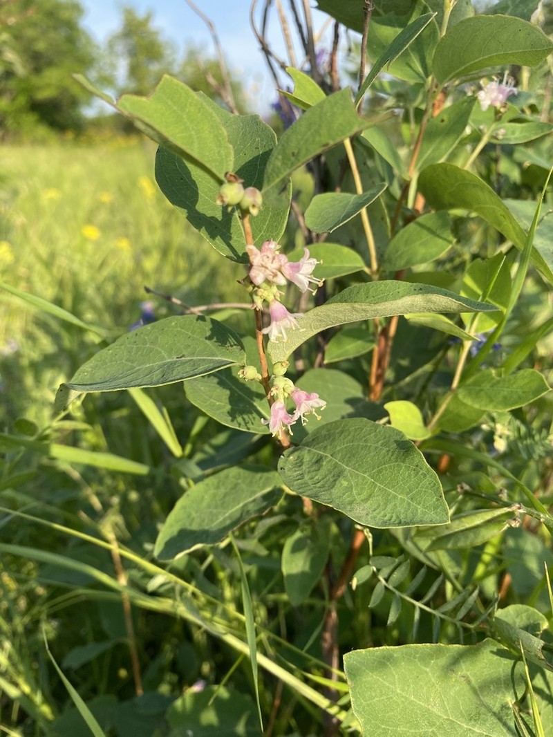 Western Snowberry photo 4