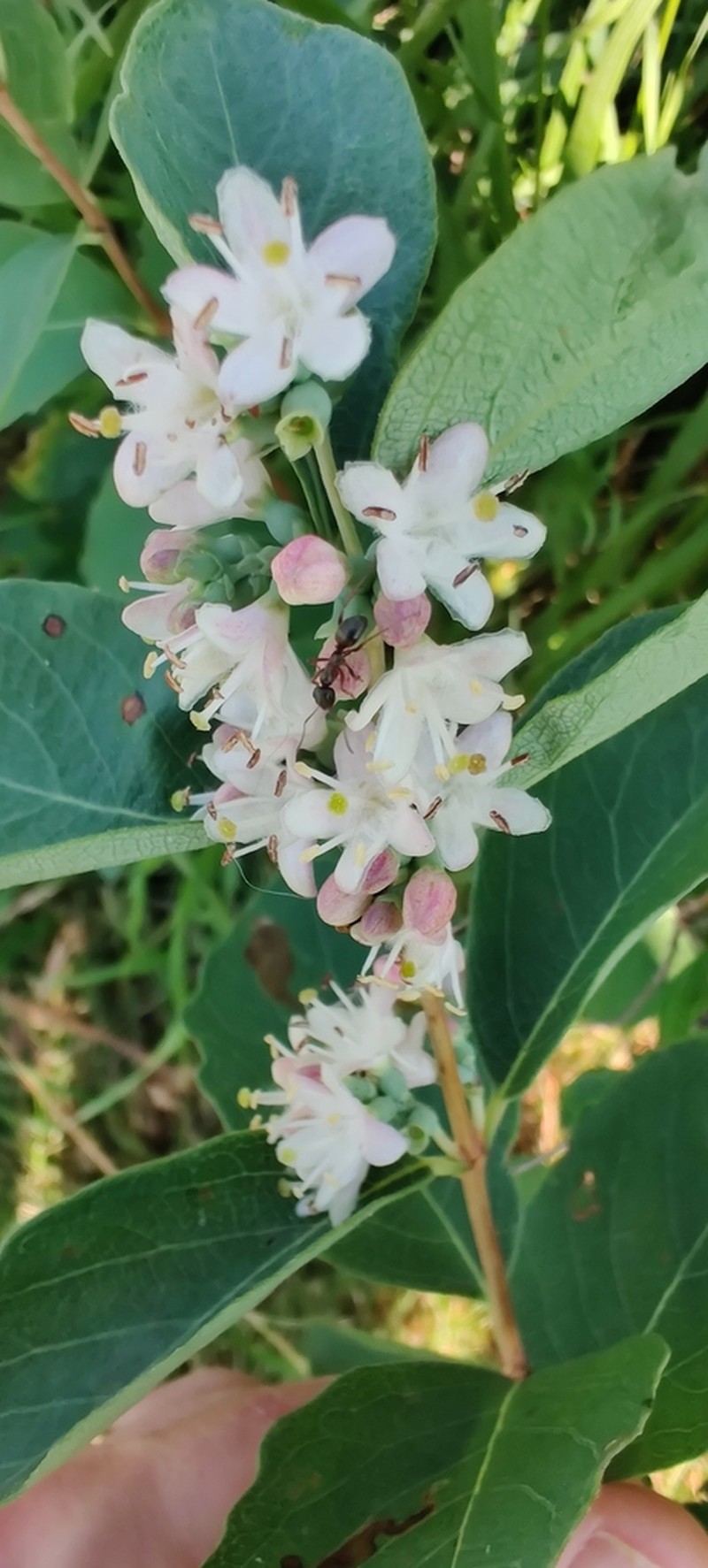 Western Snowberry photo 5