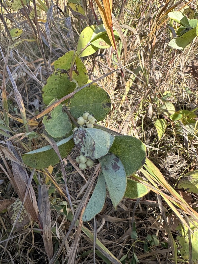 Western Snowberry photo 6