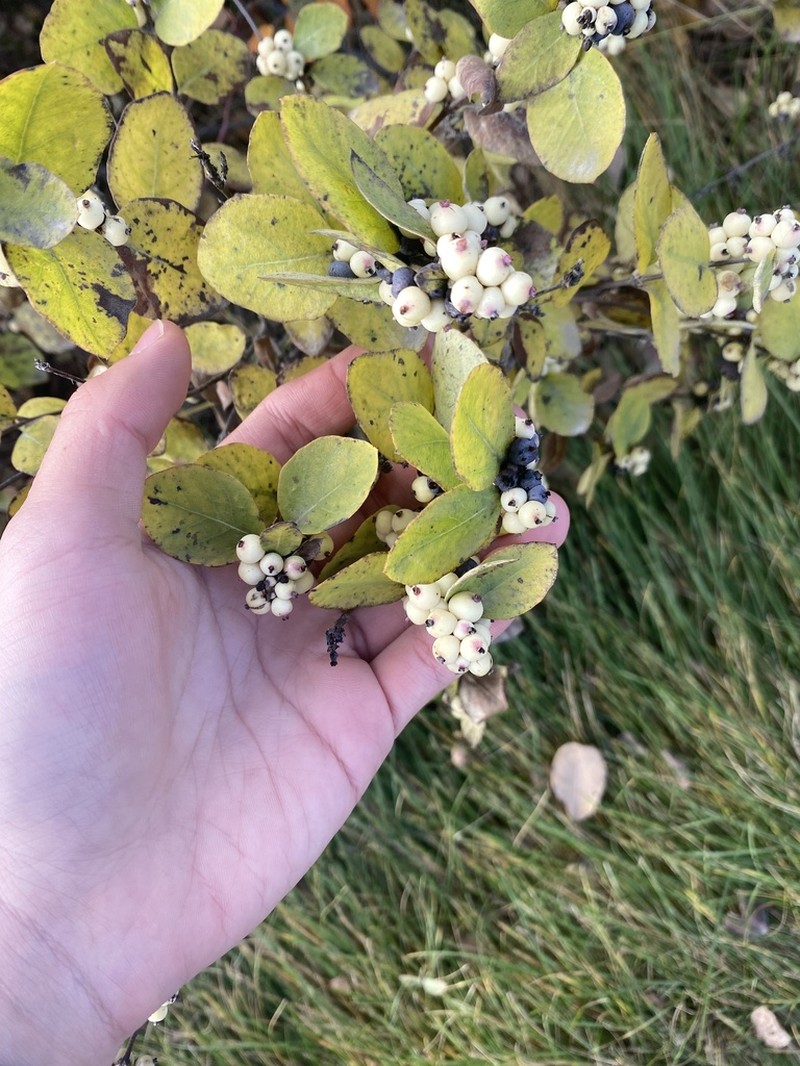 Western Snowberry photo 7