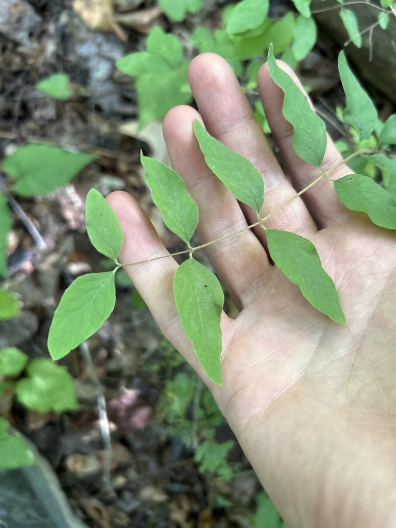 Coralberry photo 3