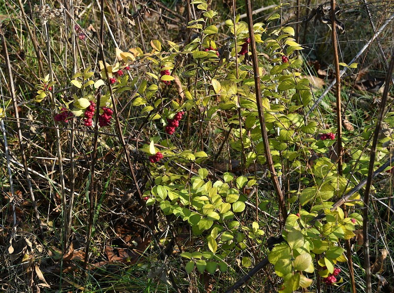 Coralberry photo 4