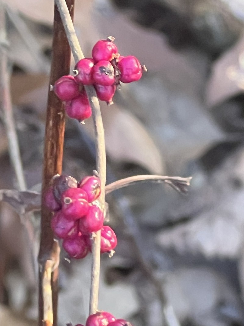 Coralberry photo 5