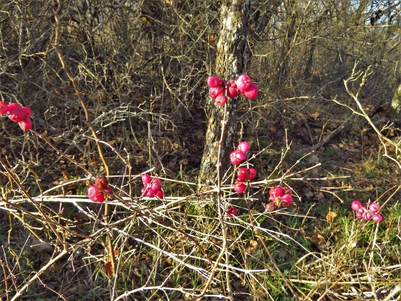 Coralberry photo 6