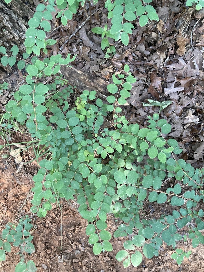 Coralberry photo 7