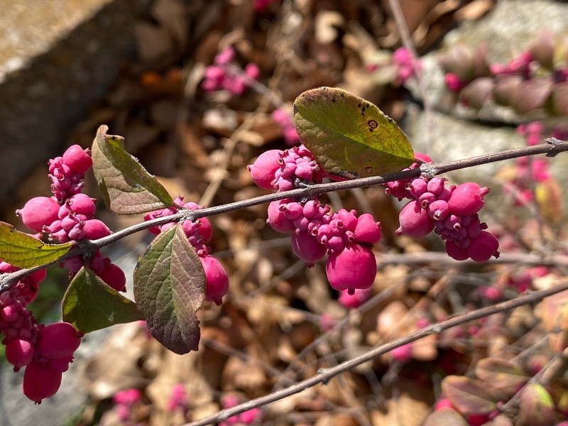Coralberry photo 8