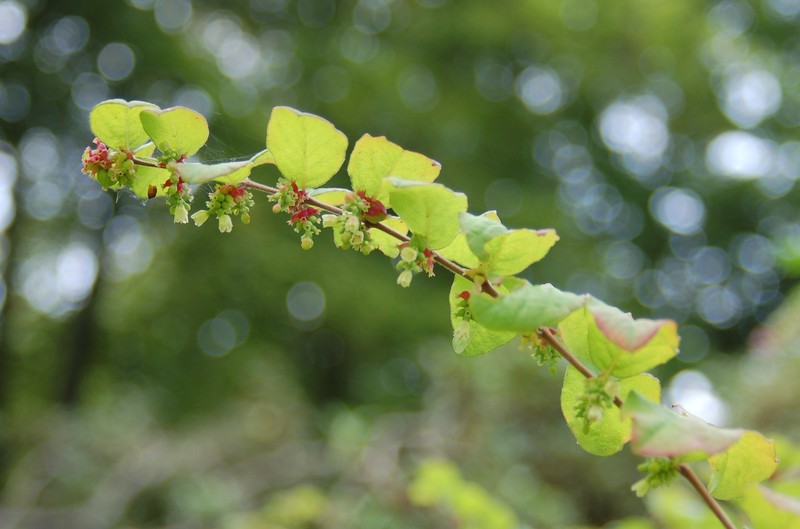 Coralberry photo 2