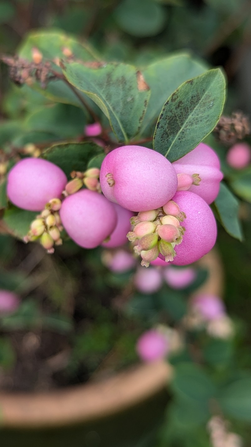 Coralberry photo 3