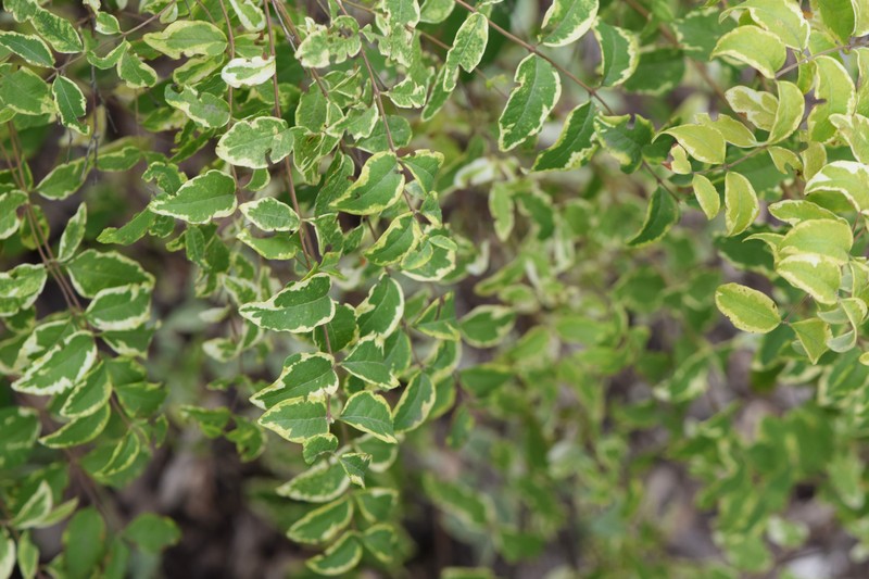 Coralberry photo 4