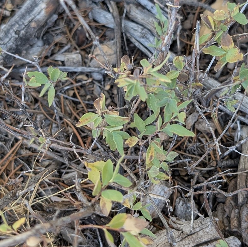 Mountain Snowberry photo 2