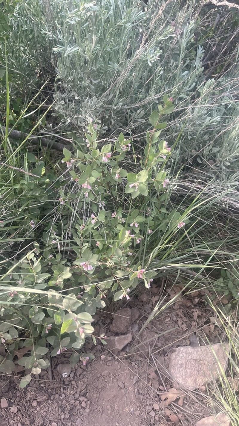 Mountain Snowberry photo 3
