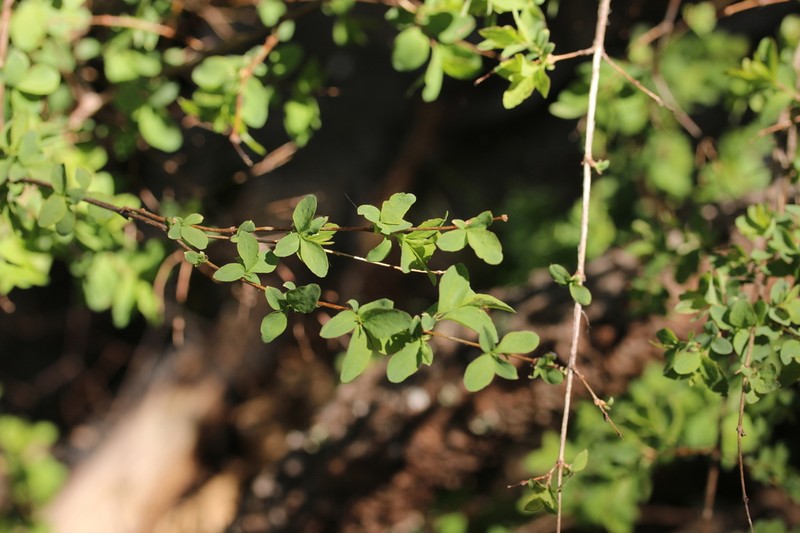Mountain Snowberry photo 4