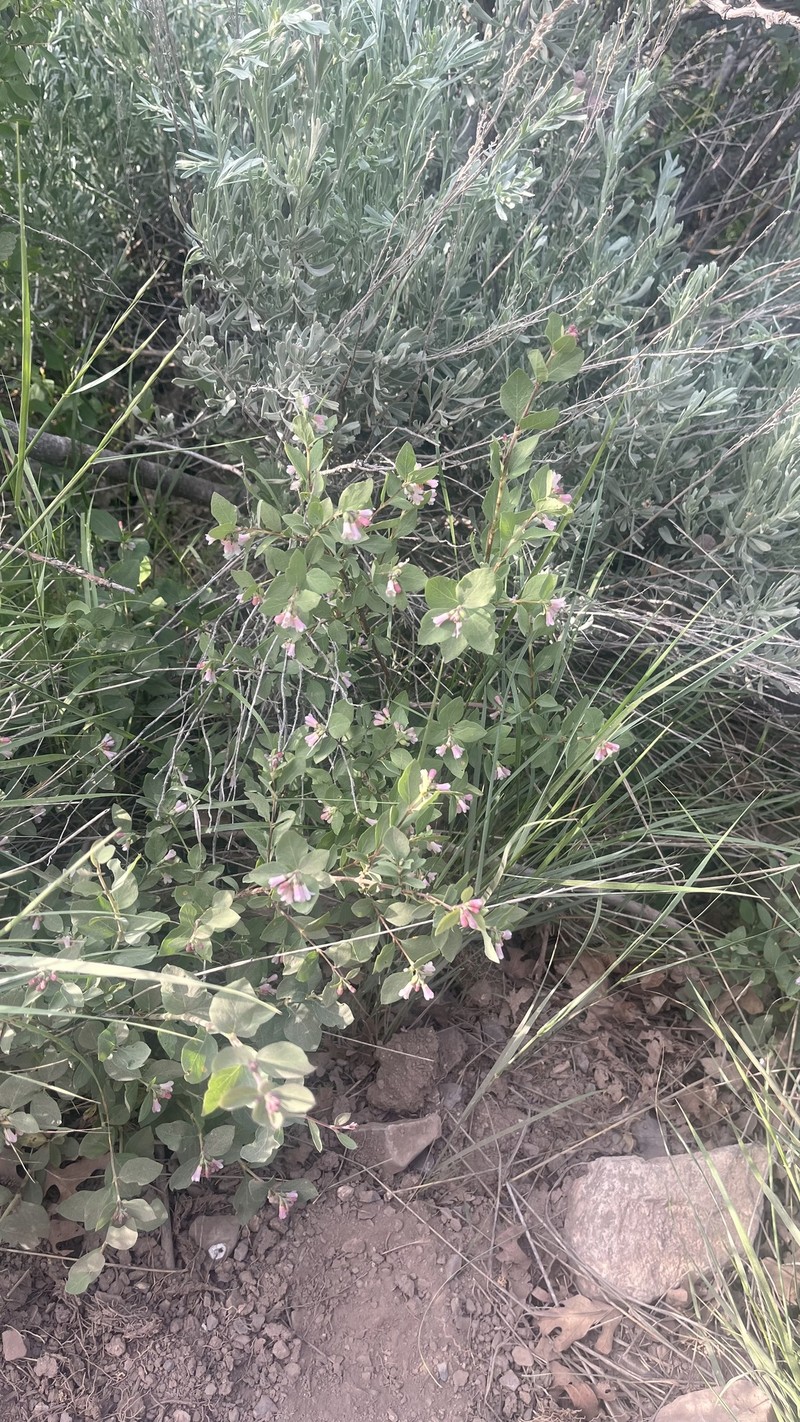 Mountain Snowberry photo 5