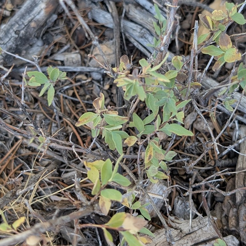 Mountain Snowberry photo 6