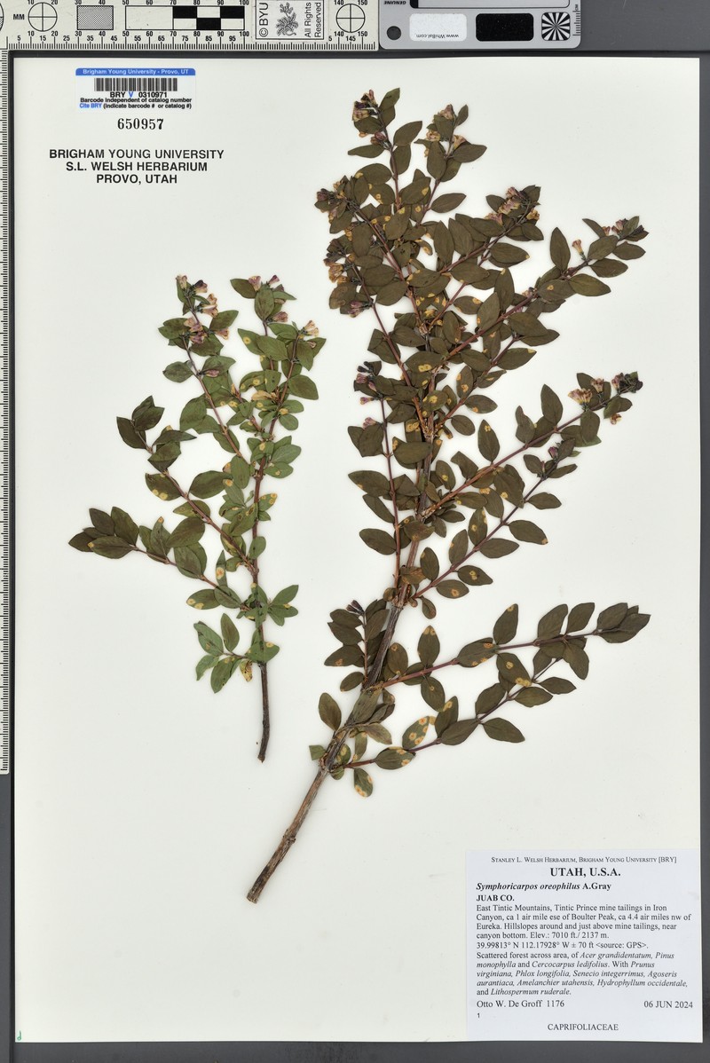 Mountain Snowberry photo 7