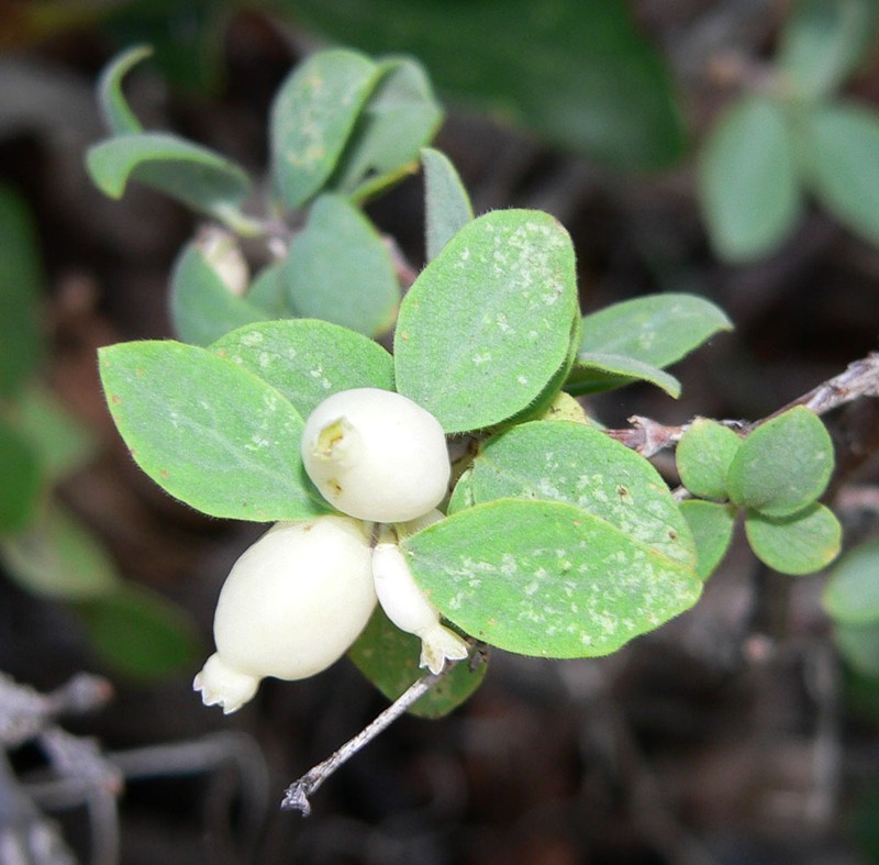 Mountain Snowberry