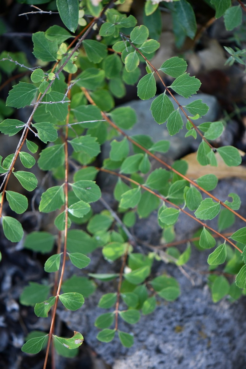 Palmer's Snowberry