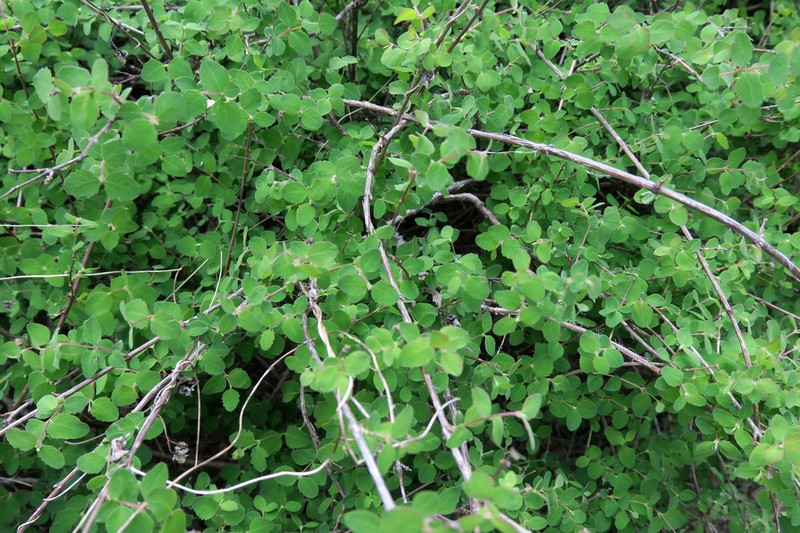 Palmer's Snowberry photo 2