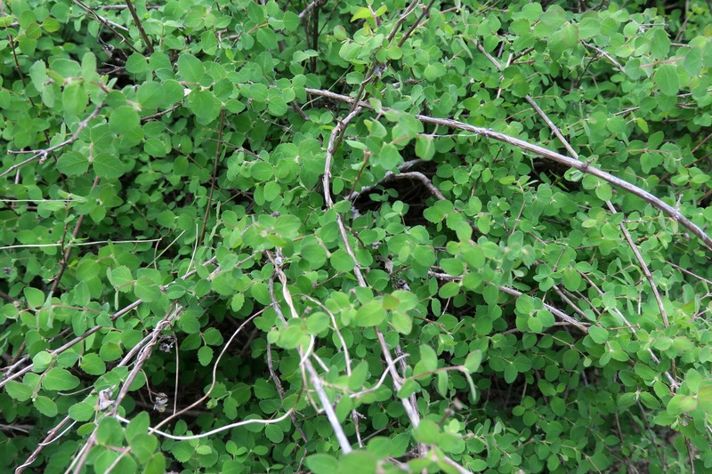 Palmer's Snowberry photo 4