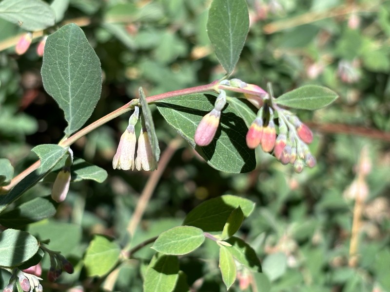 Symphoricarpos parishii
