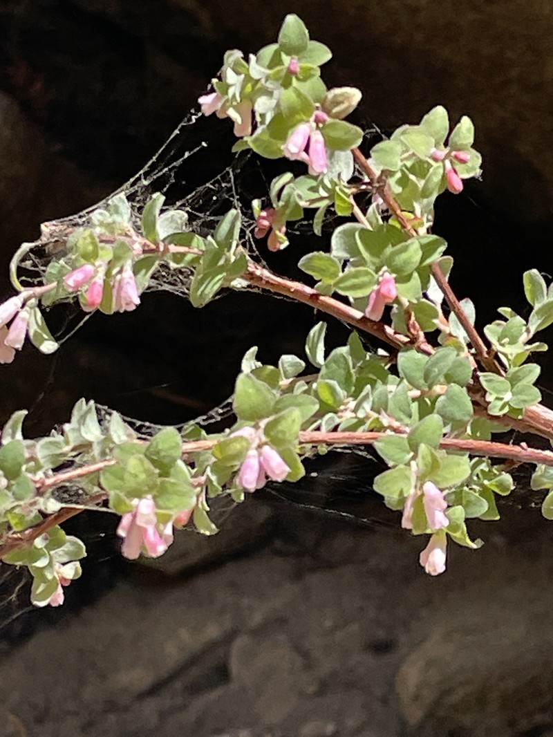Symphoricarpos parishii photo 2