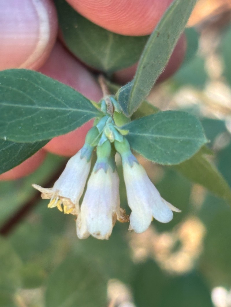 Symphoricarpos parishii photo 3