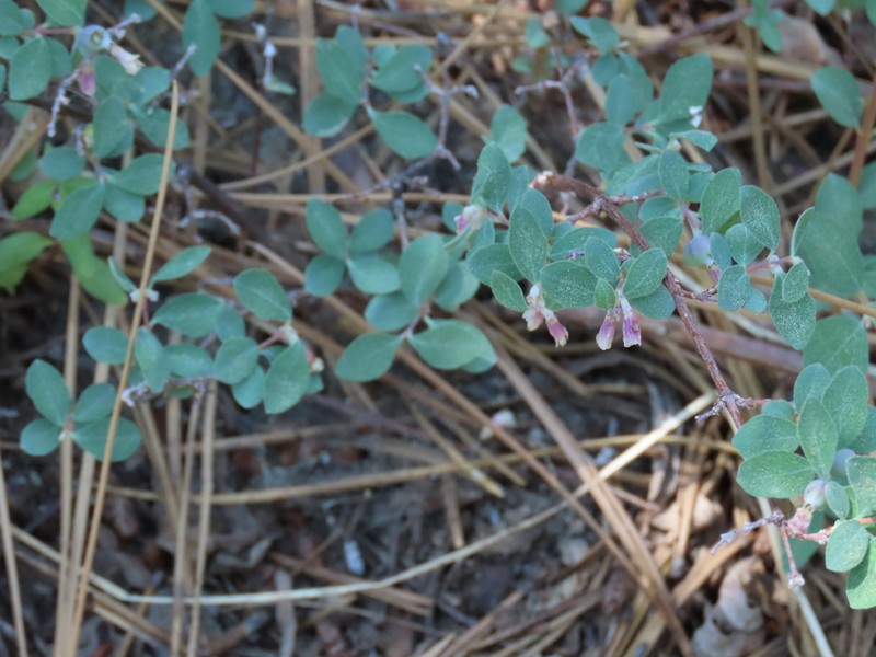 Symphoricarpos parishii photo 4