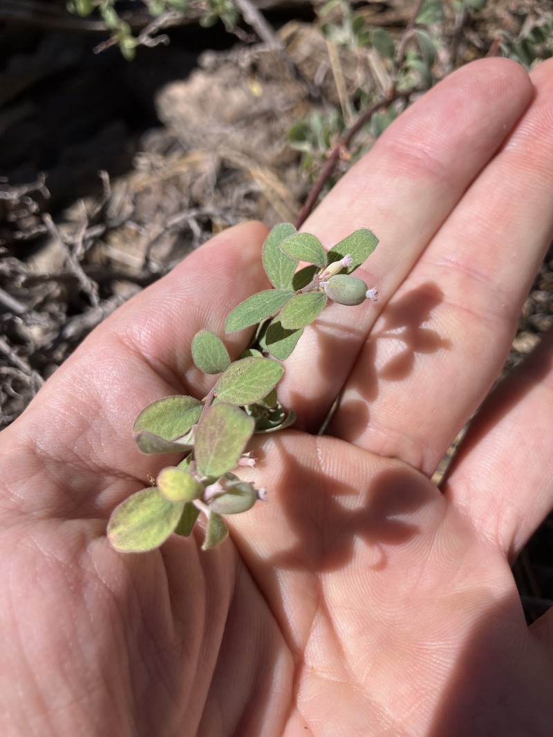 Symphoricarpos parishii photo 6