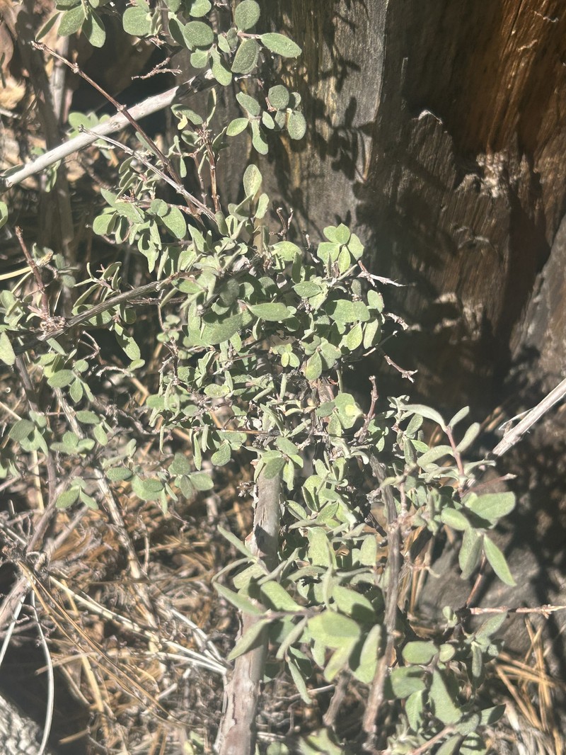 Symphoricarpos parishii photo 7