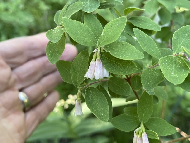 Roundleaf Snowberry