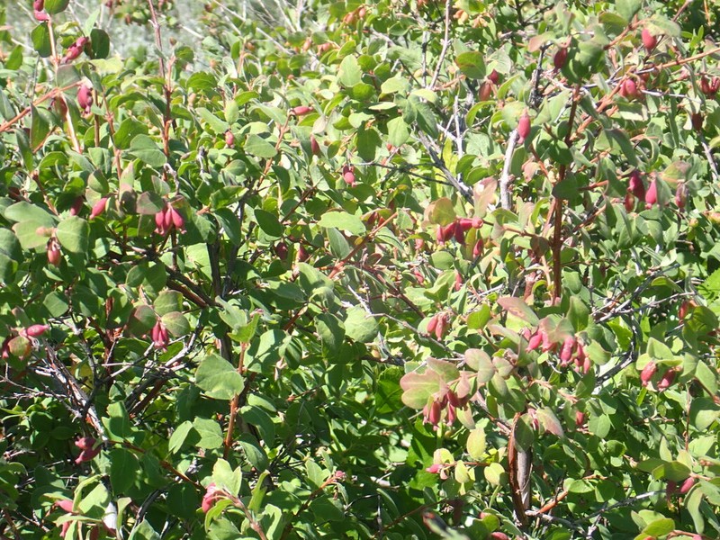 Roundleaf Snowberry photo 2