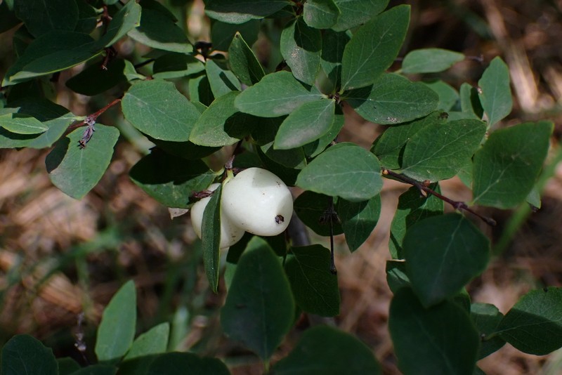 Roundleaf Snowberry photo 3