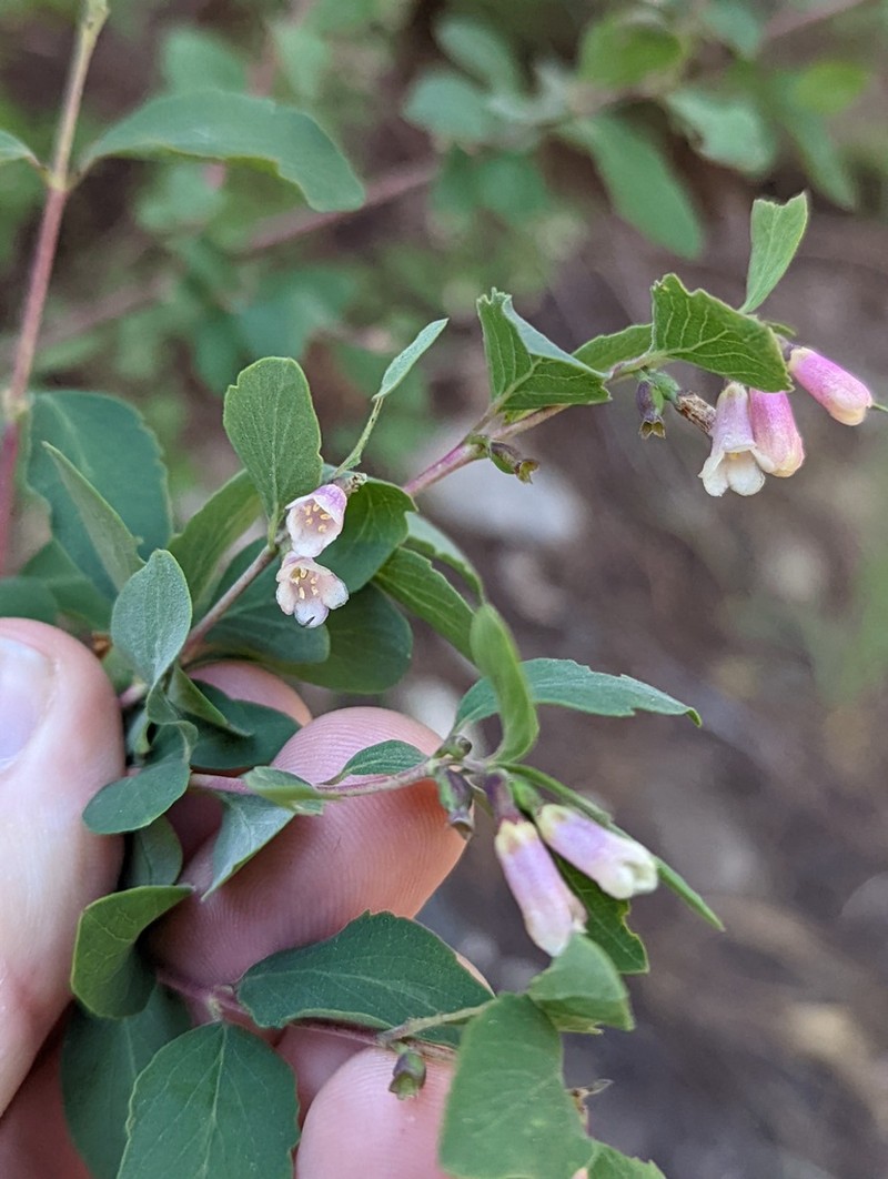 Roundleaf Snowberry photo 4
