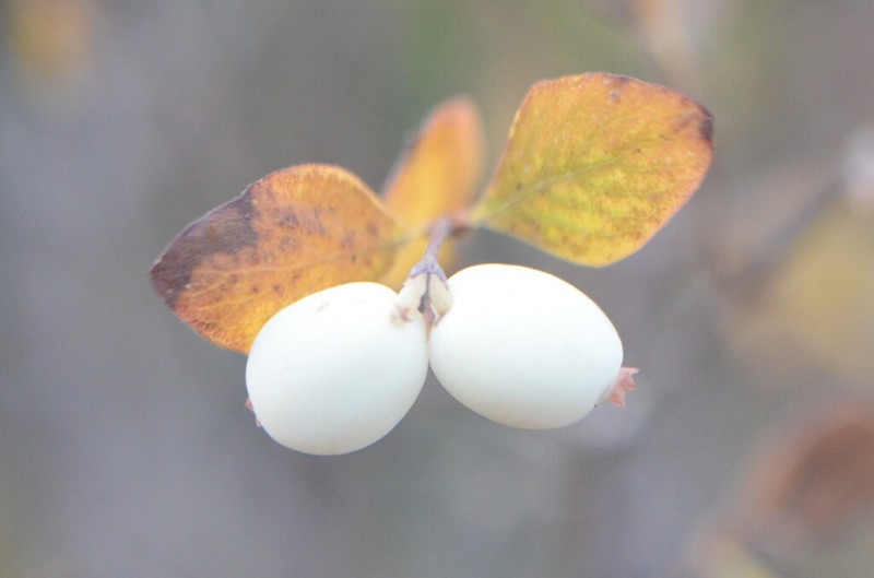 Roundleaf Snowberry photo 5