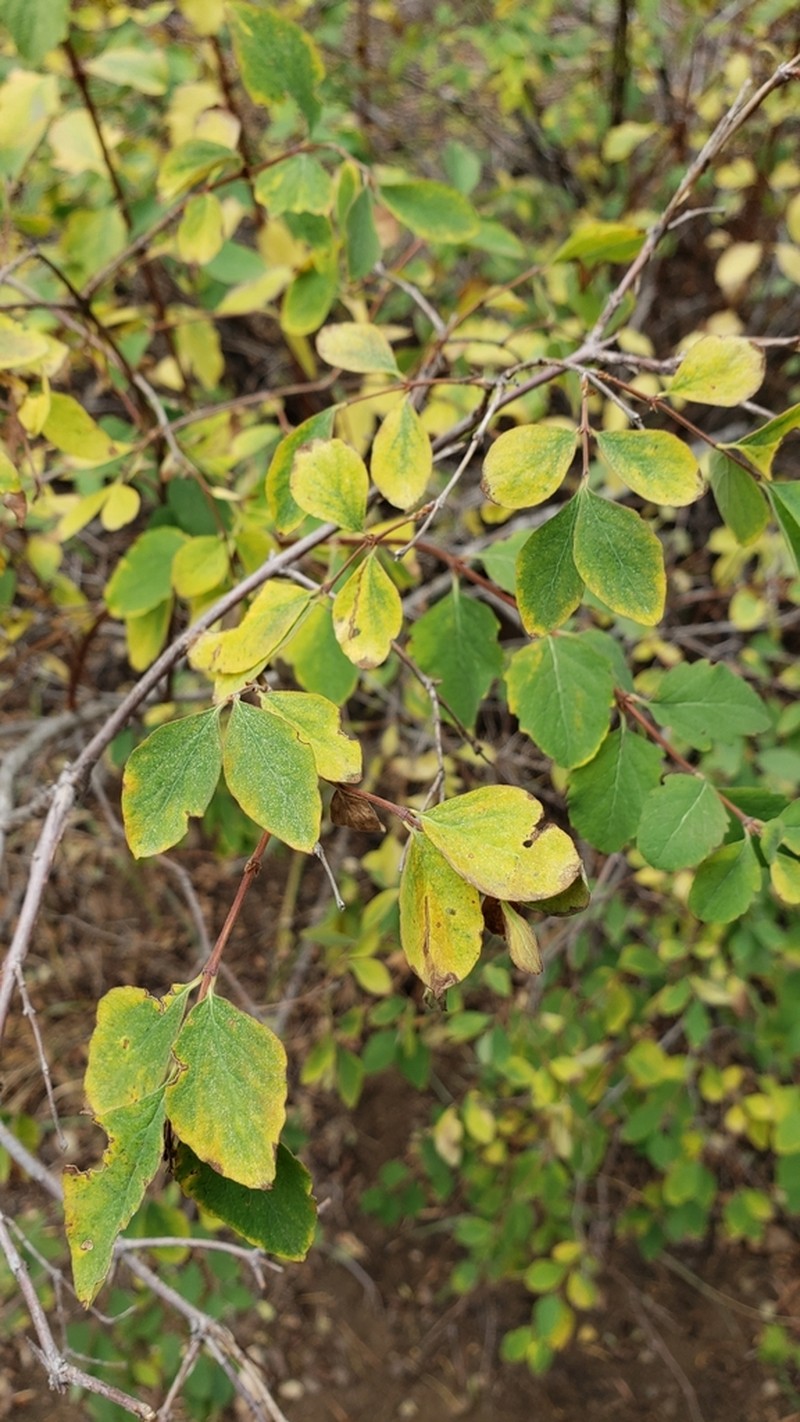 Roundleaf Snowberry photo 6