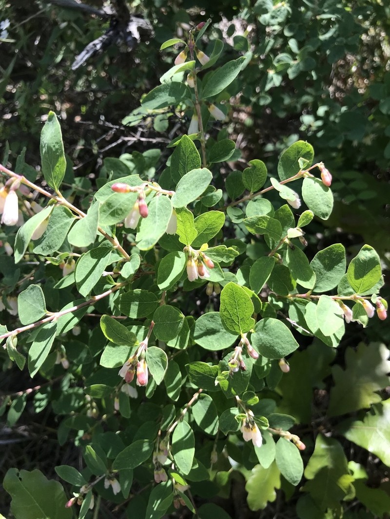 Roundleaf Snowberry photo 7