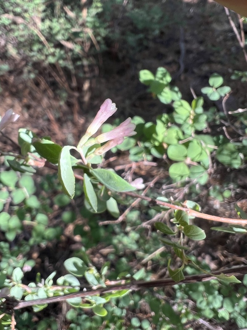 Roundleaf Snowberry photo 8