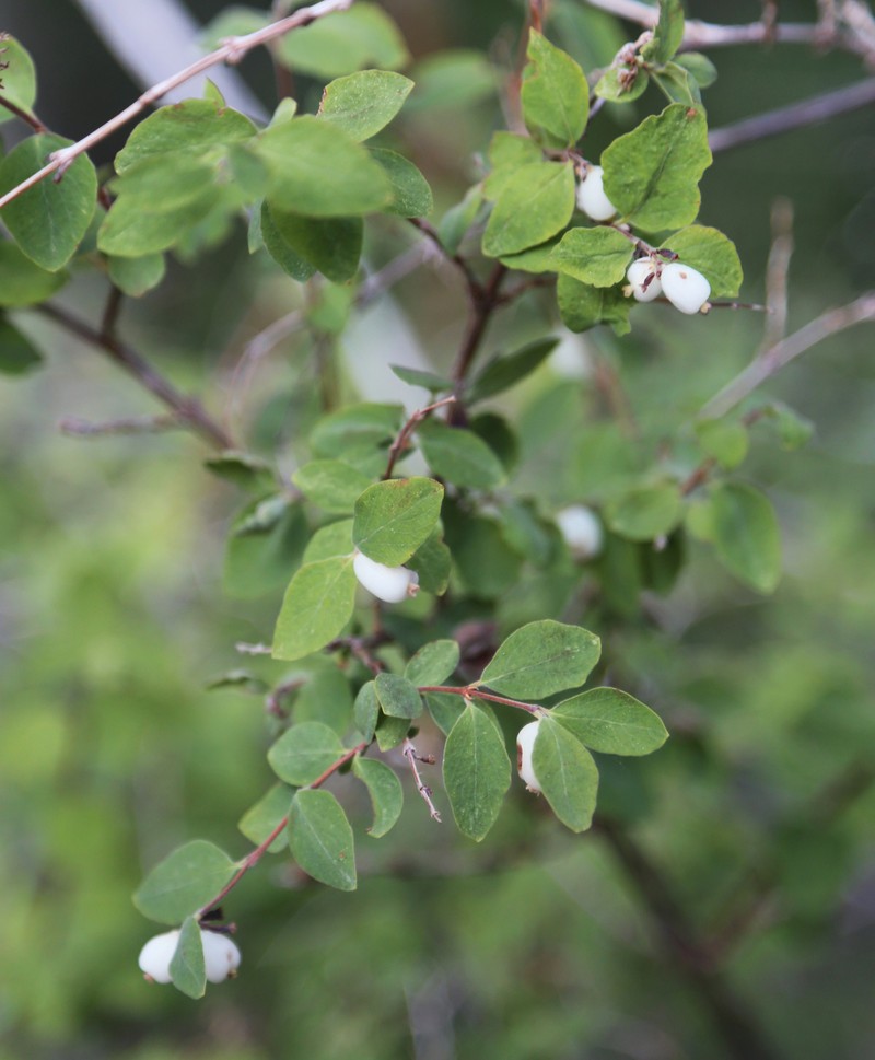 Roundleaf Snowberry