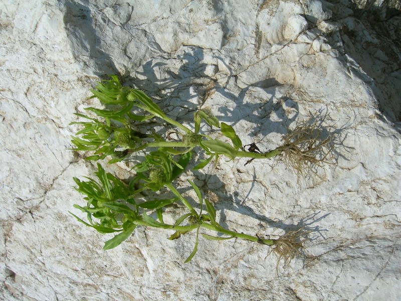 Symphyllocarpus exilis