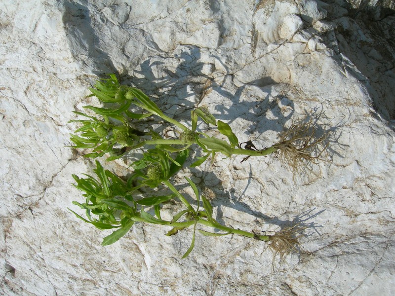 Symphyllocarpus exilis photo 2