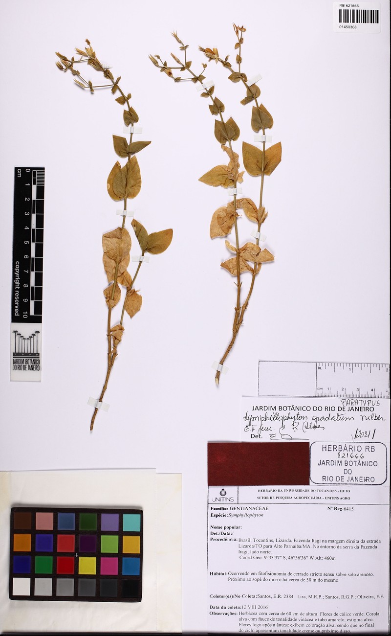 Symphyllophyton gradatum