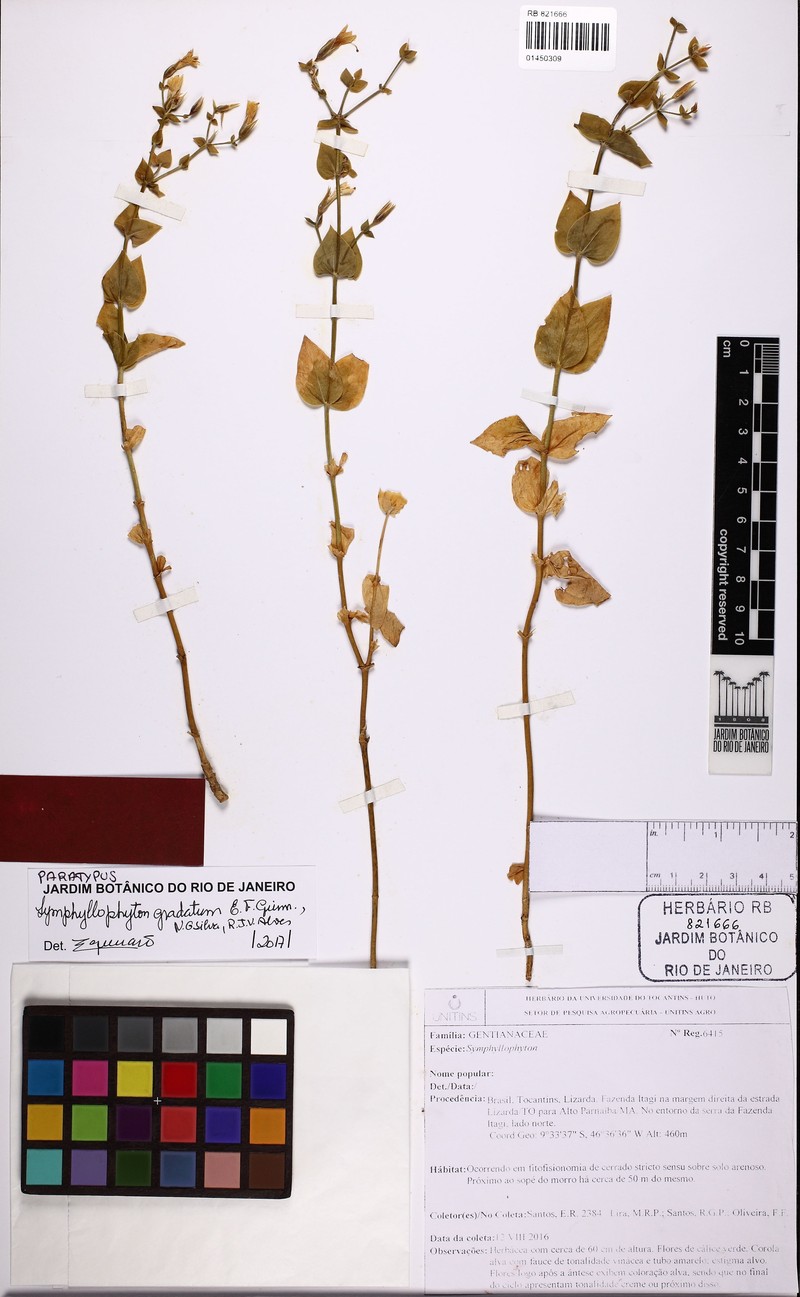 Symphyllophyton gradatum photo 2