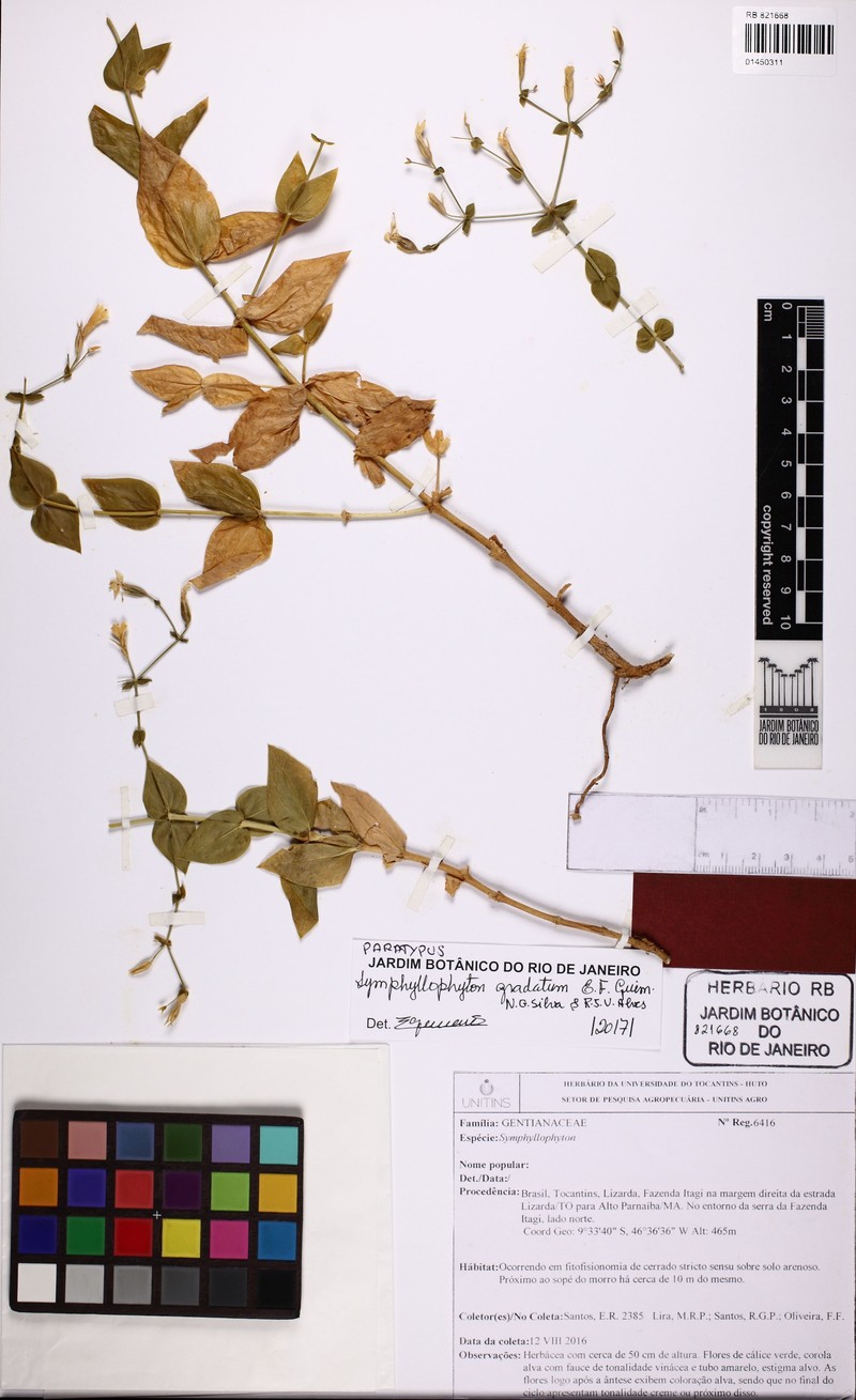 Symphyllophyton gradatum photo 3