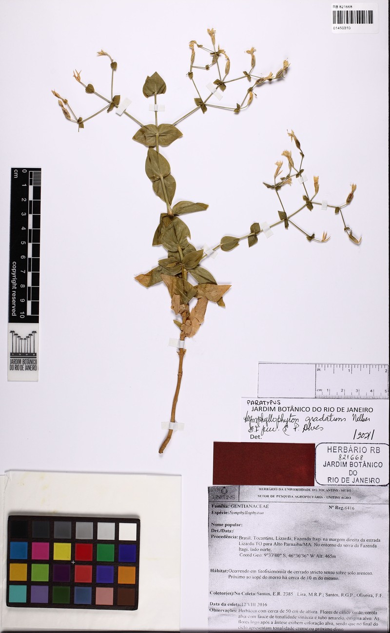 Symphyllophyton gradatum photo 4