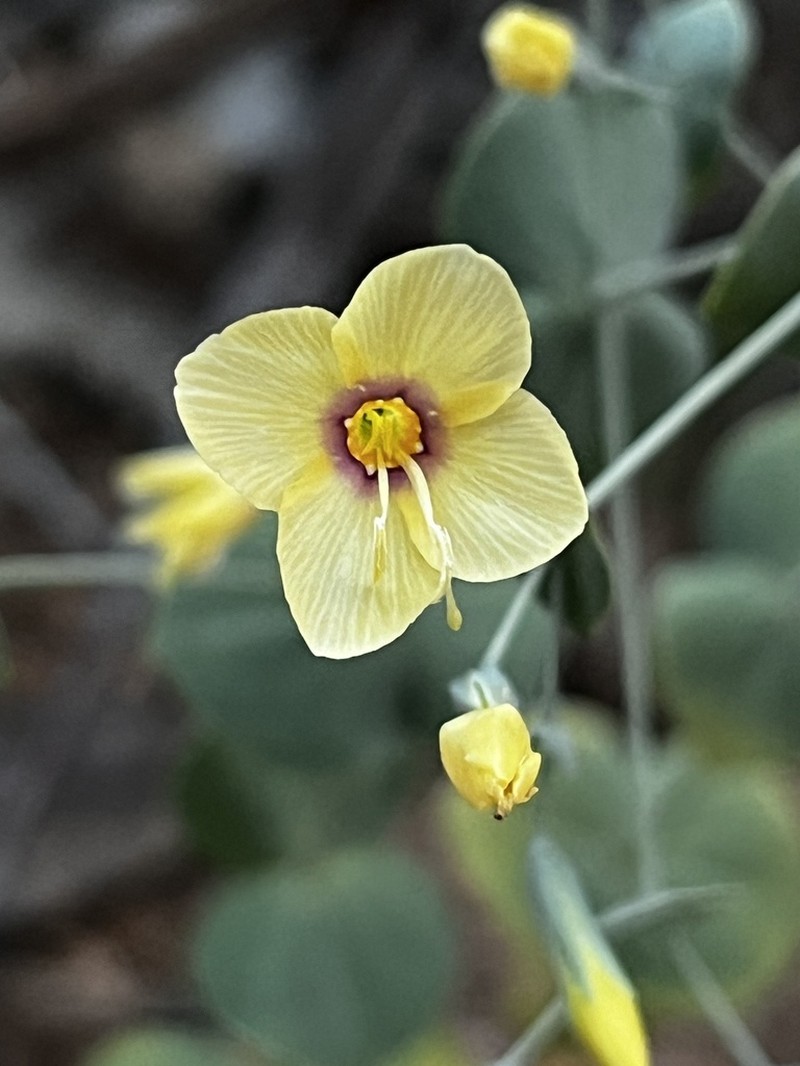Symphyllophyton horologium