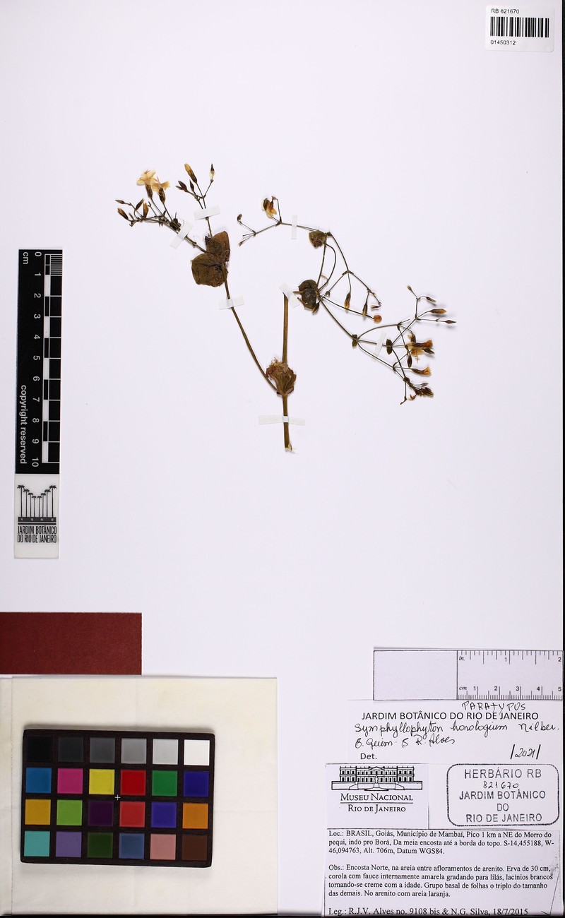 Symphyllophyton horologium photo 2
