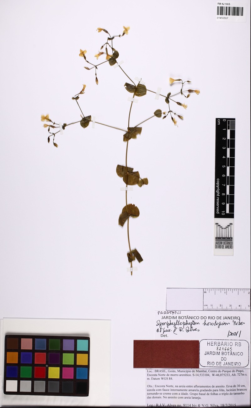 Symphyllophyton horologium photo 3