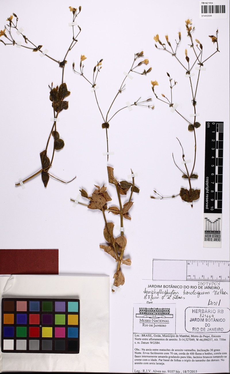 Symphyllophyton horologium photo 4