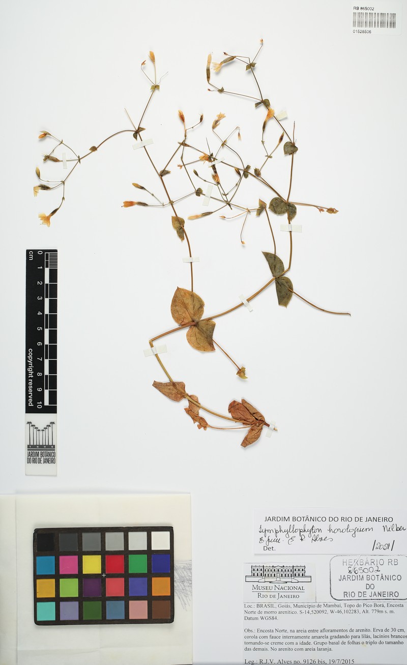 Symphyllophyton horologium photo 5